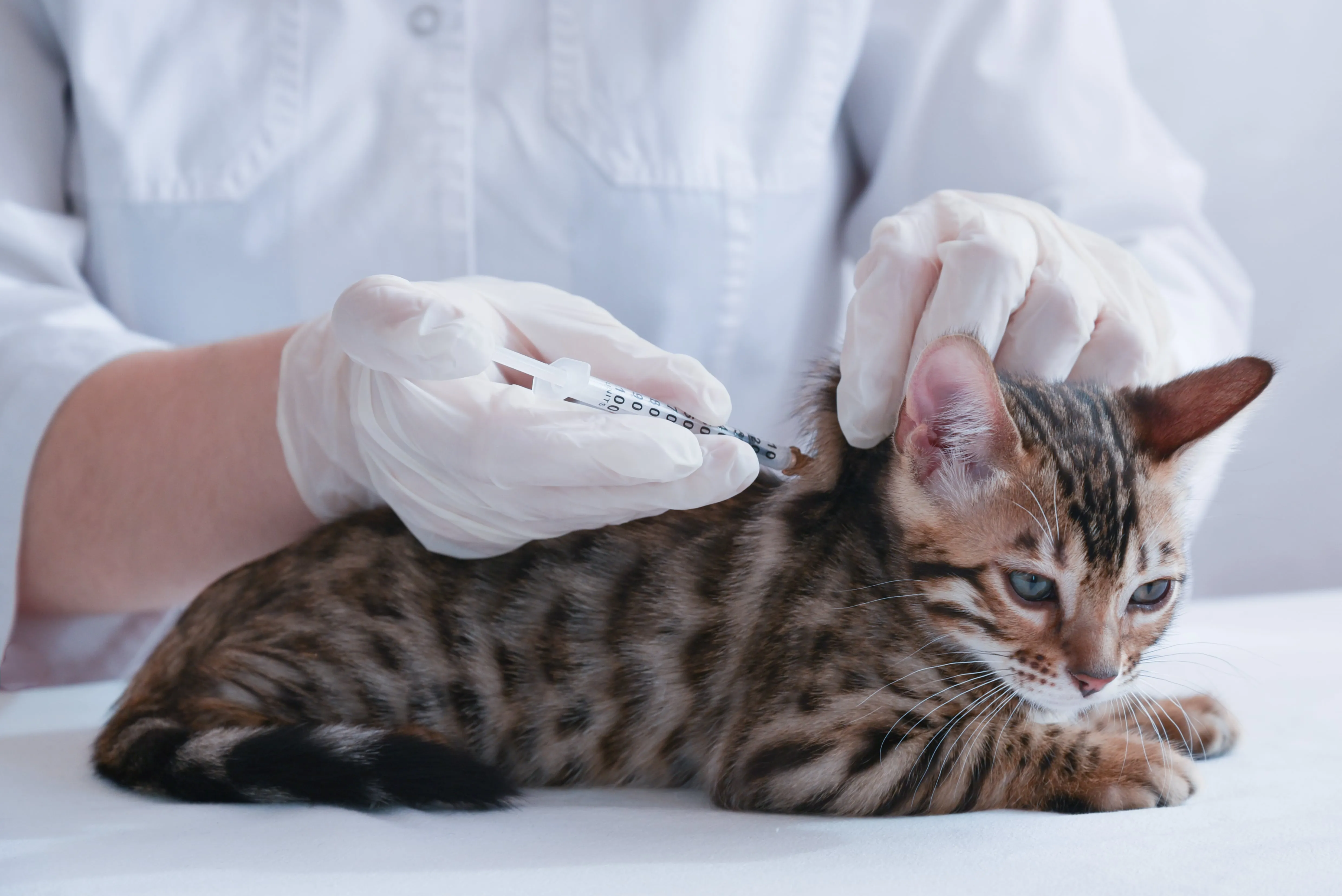 Young cat is vaccinated at the vet