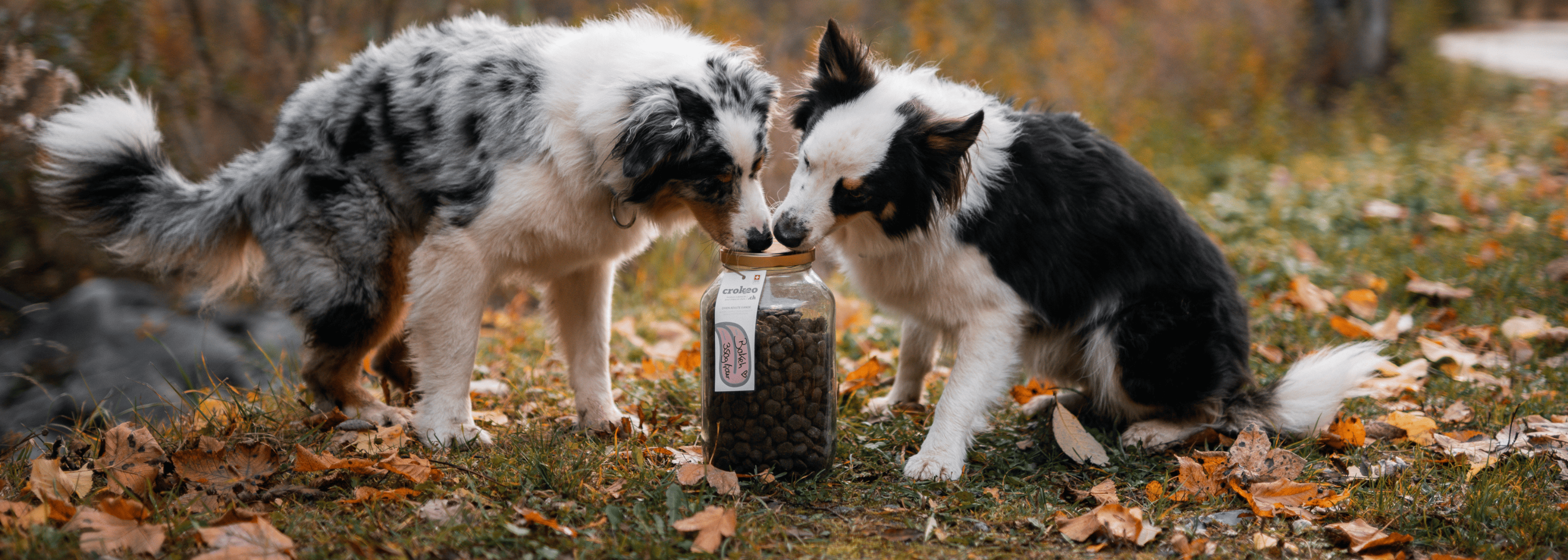 Hund springt ins Wasser