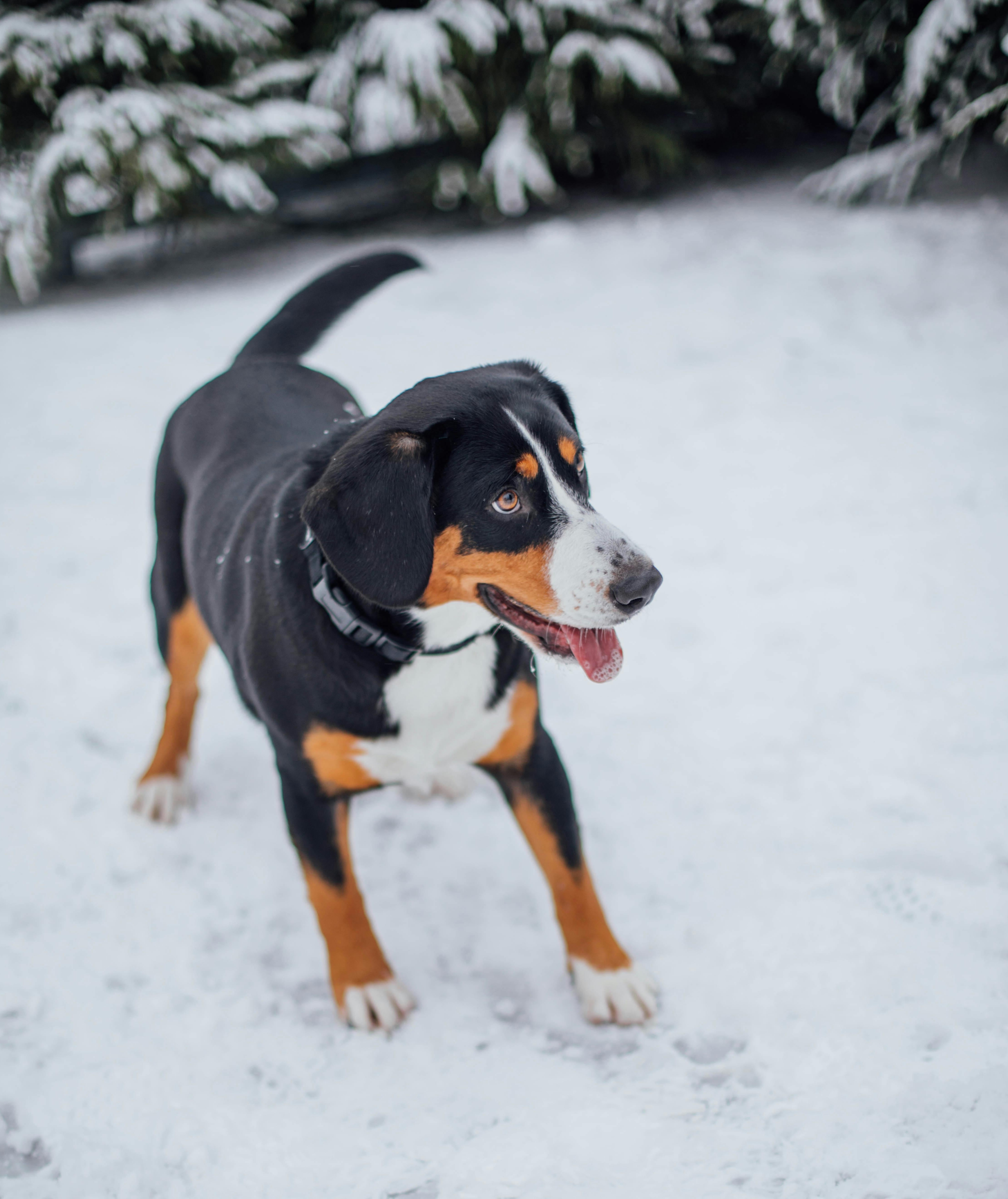 Appenzeller Sennenhund steht im Schnee