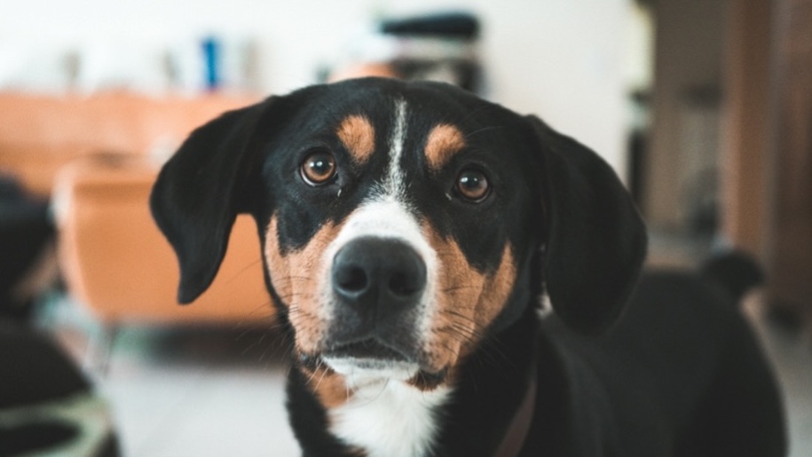 Appenzeller Sennenhund schaut in die Kamera