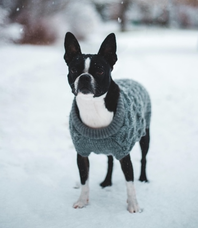 Boston Terrier mit Pullover steht im Schnee