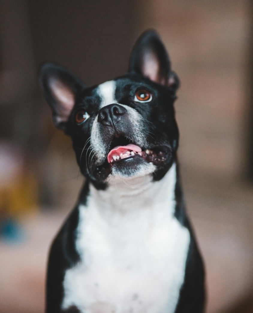 Boston Terrier sitzt vor einem und schaut nach oben