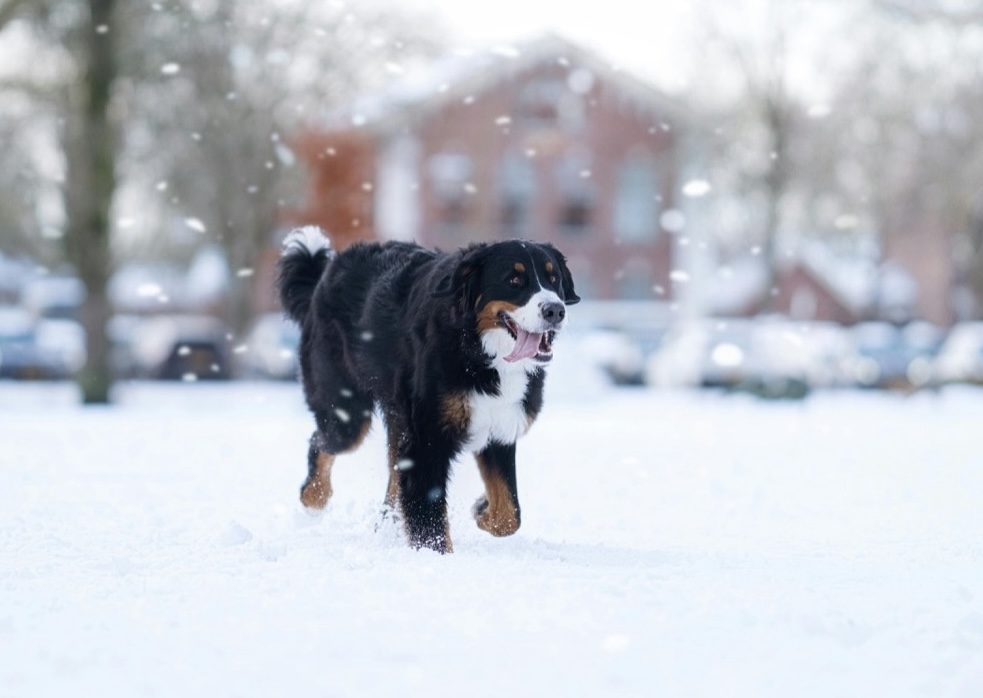 Berner Sennenhund rennt über Schneewiese