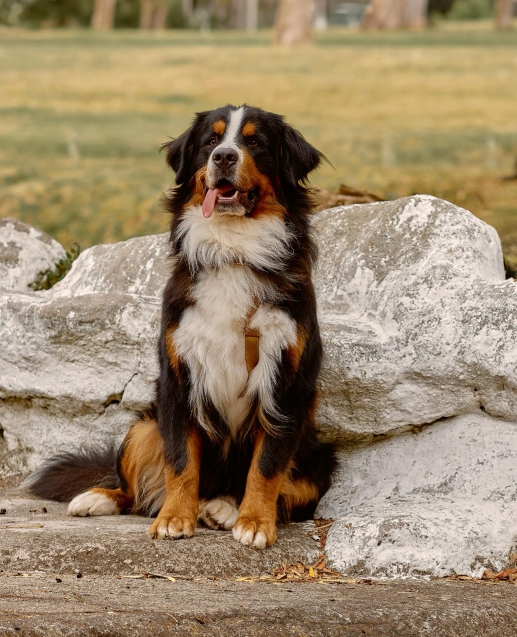 Berner Sennenhund sitzt vor Steinen