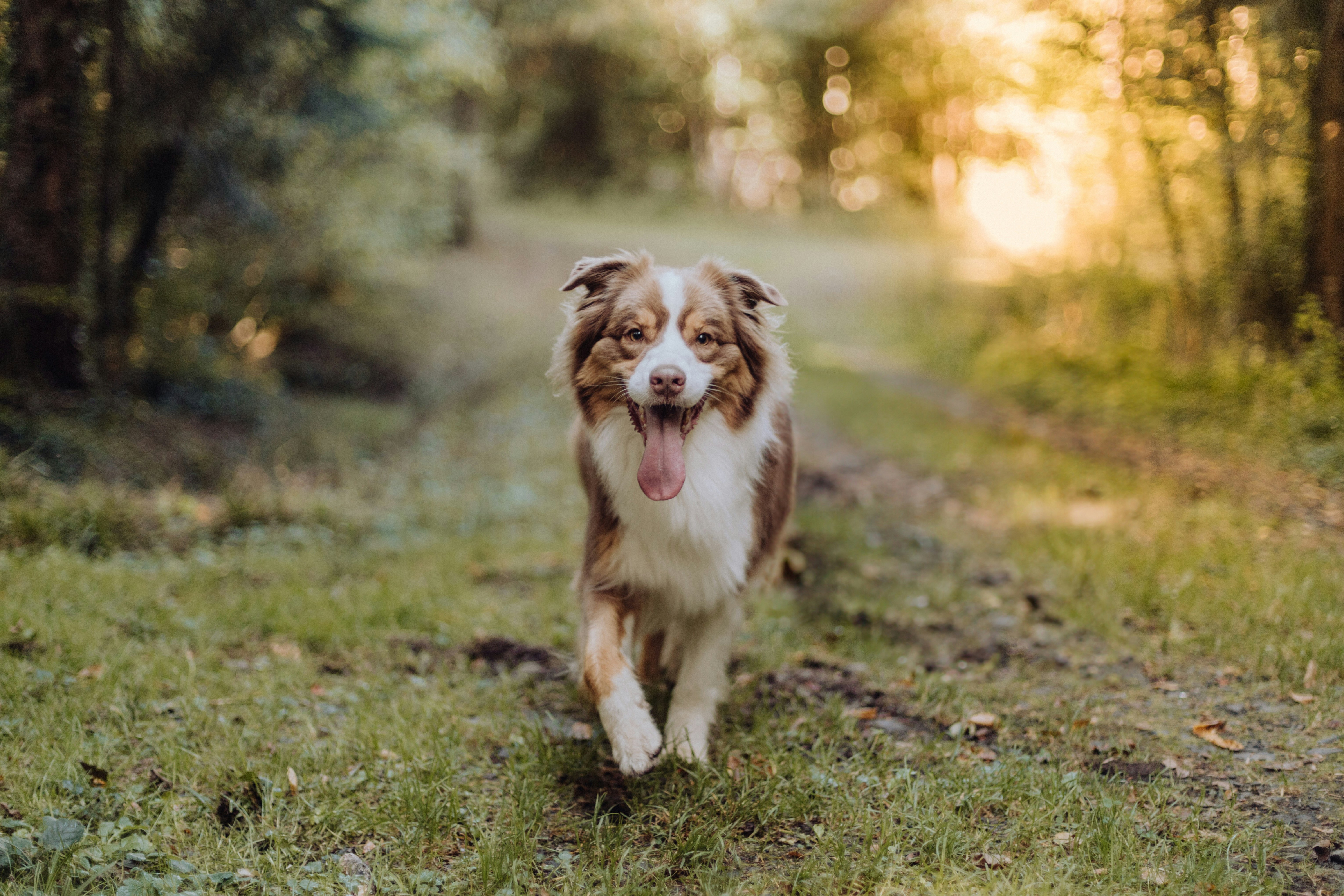 Australian Shepherd läuft auf uns zu