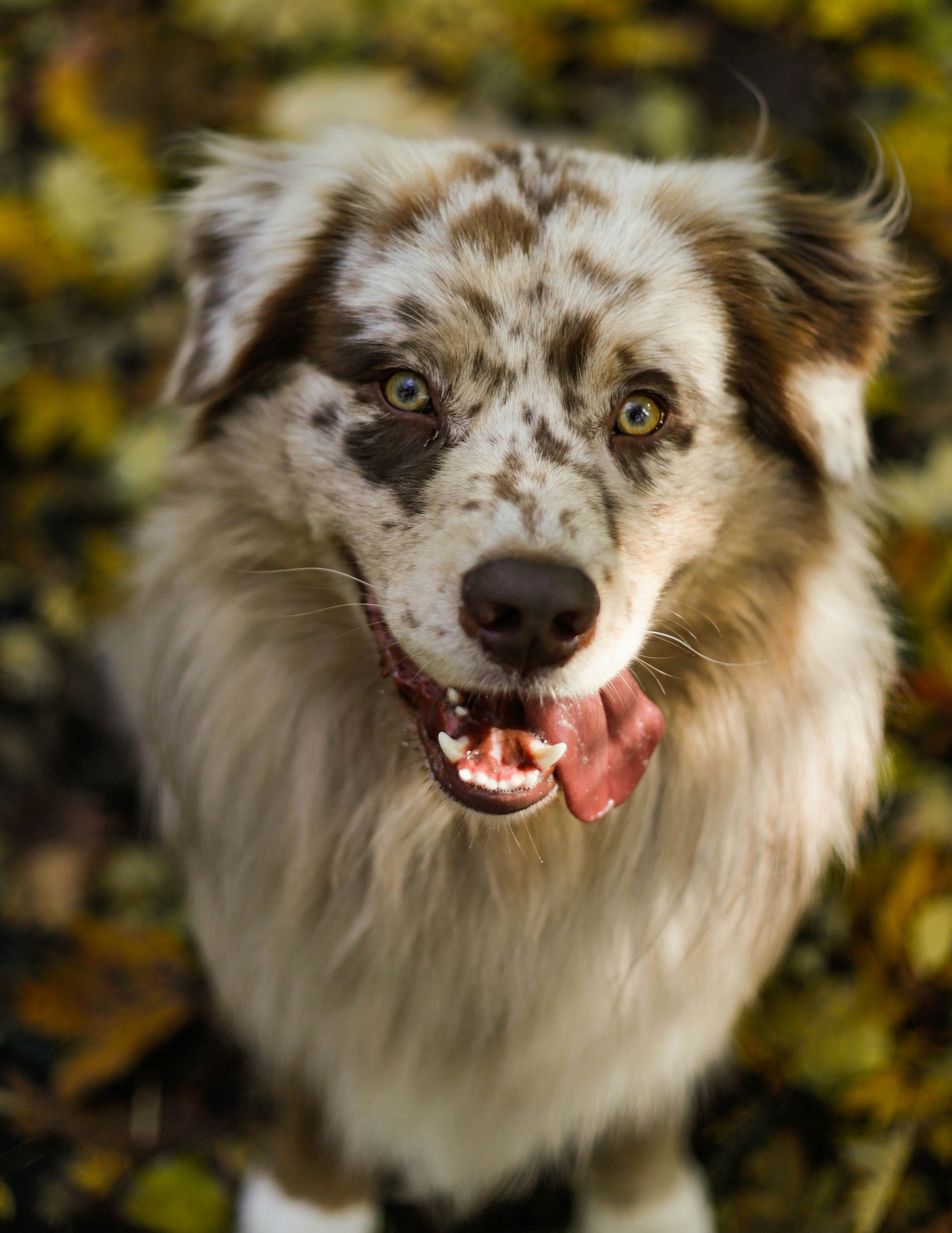 Australian Shepherd sitzt vor uns und schaut in die Kamera