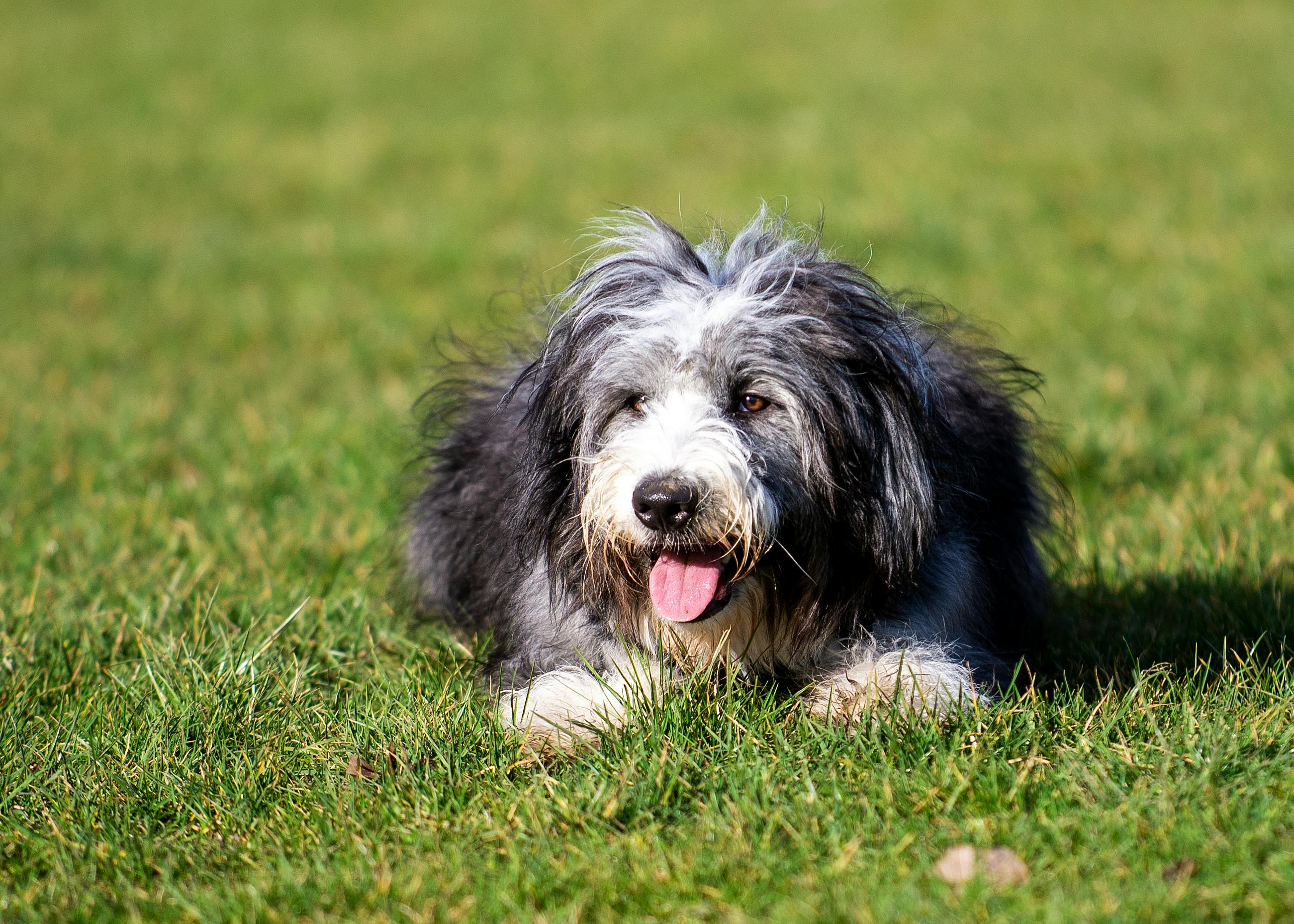 Ein Bearded Collie liegt in der Wiese