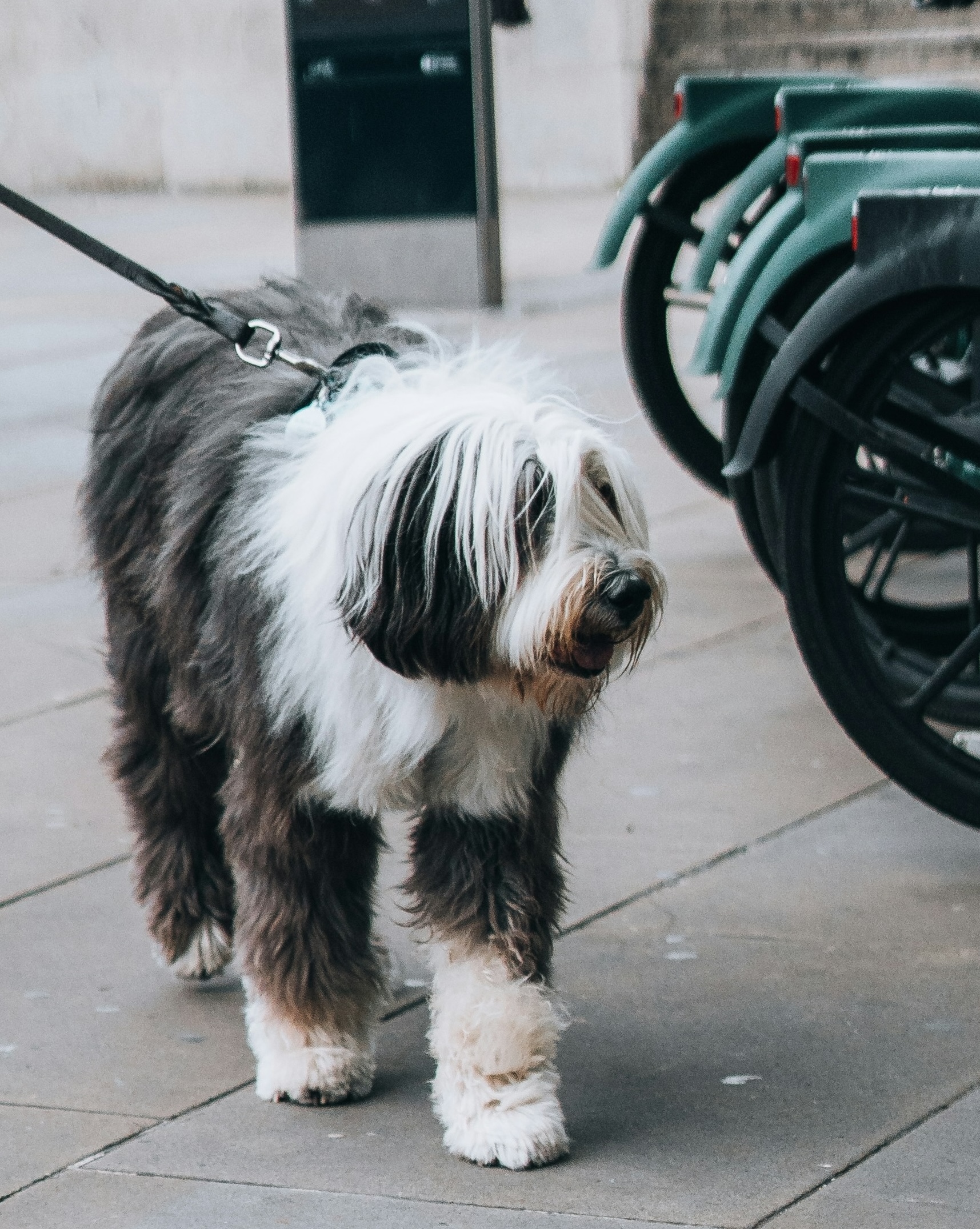 Ein Bearded Collie läuft durch die Stadt