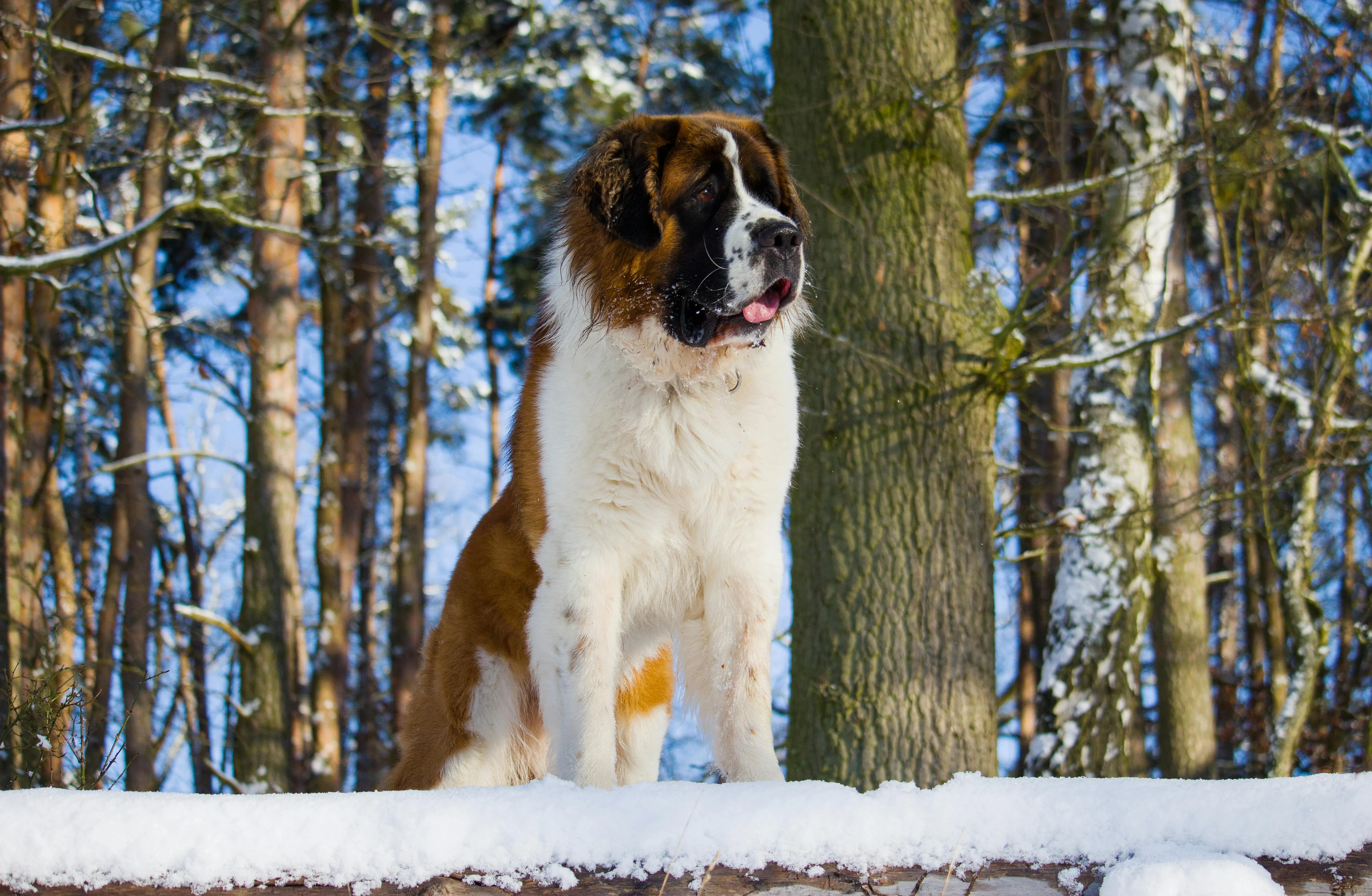 Hund springt ins Wasser