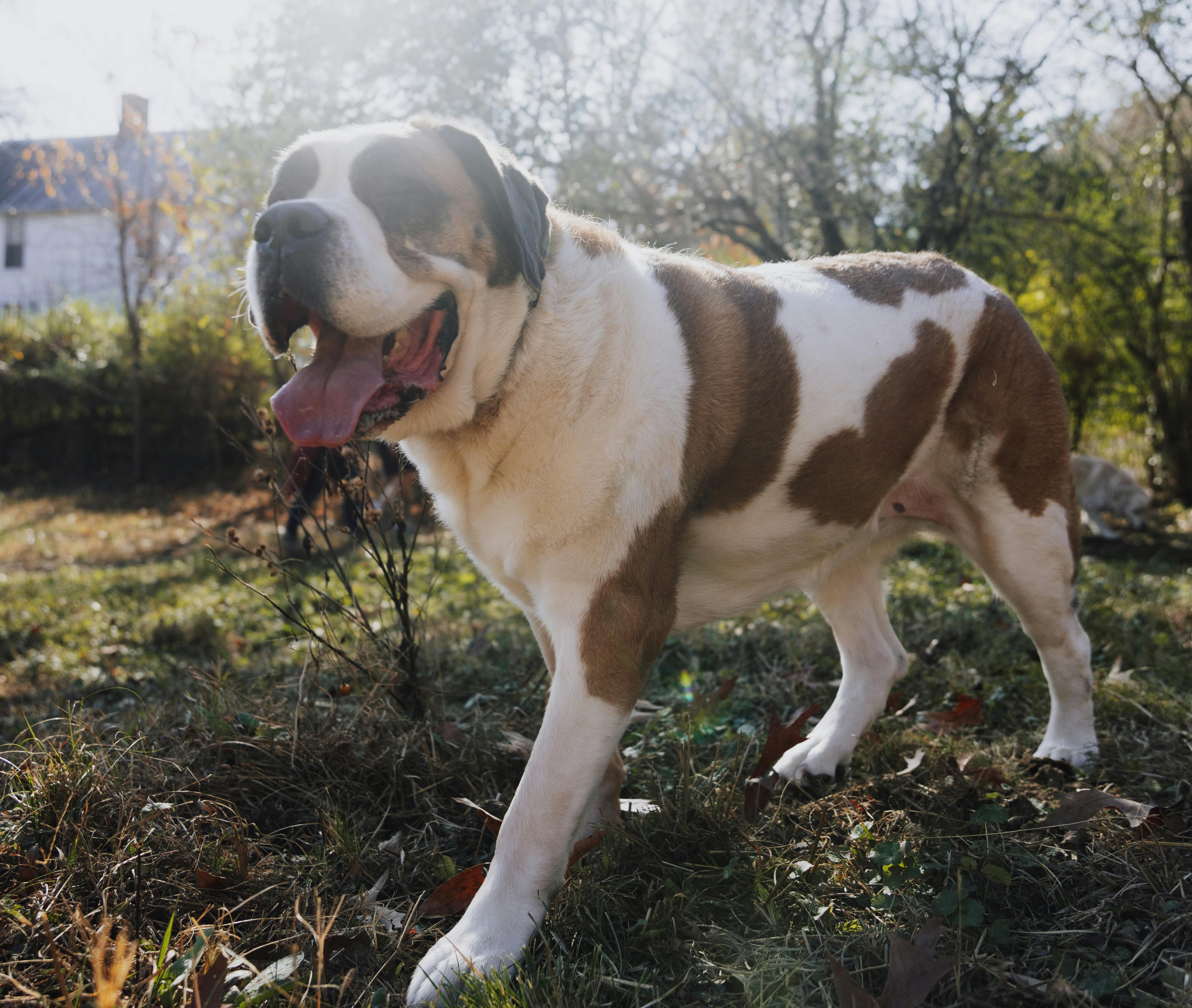 St. Bernard standing in front of a meadow