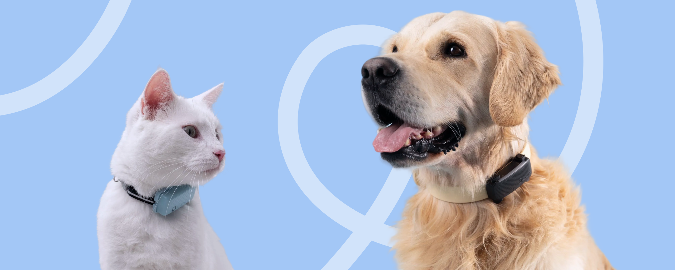 Hund springt ins Wasser