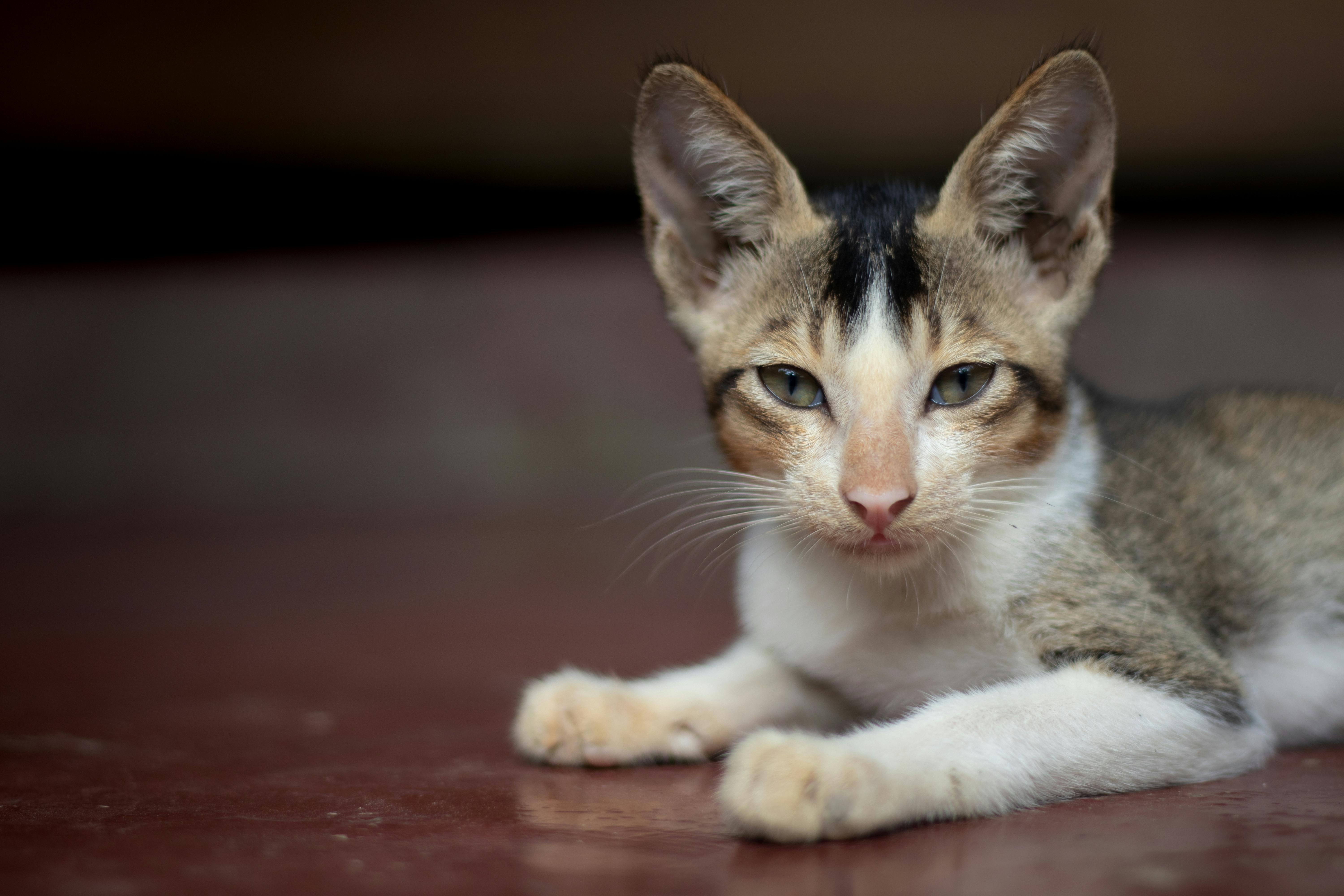 zufriedene Katze mit halbgeschlossenen Augen