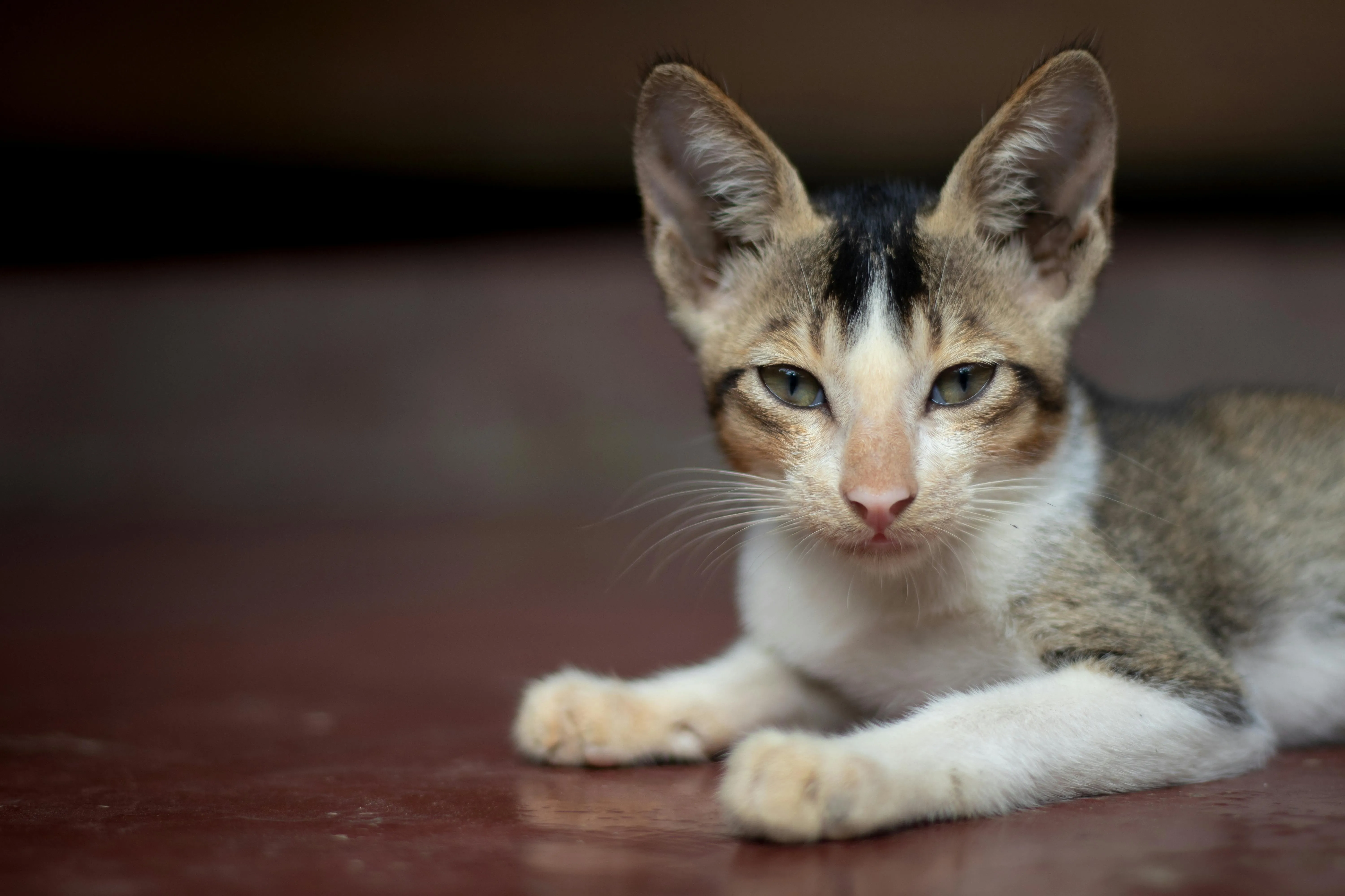 chat satisfait, les yeux mi-clos