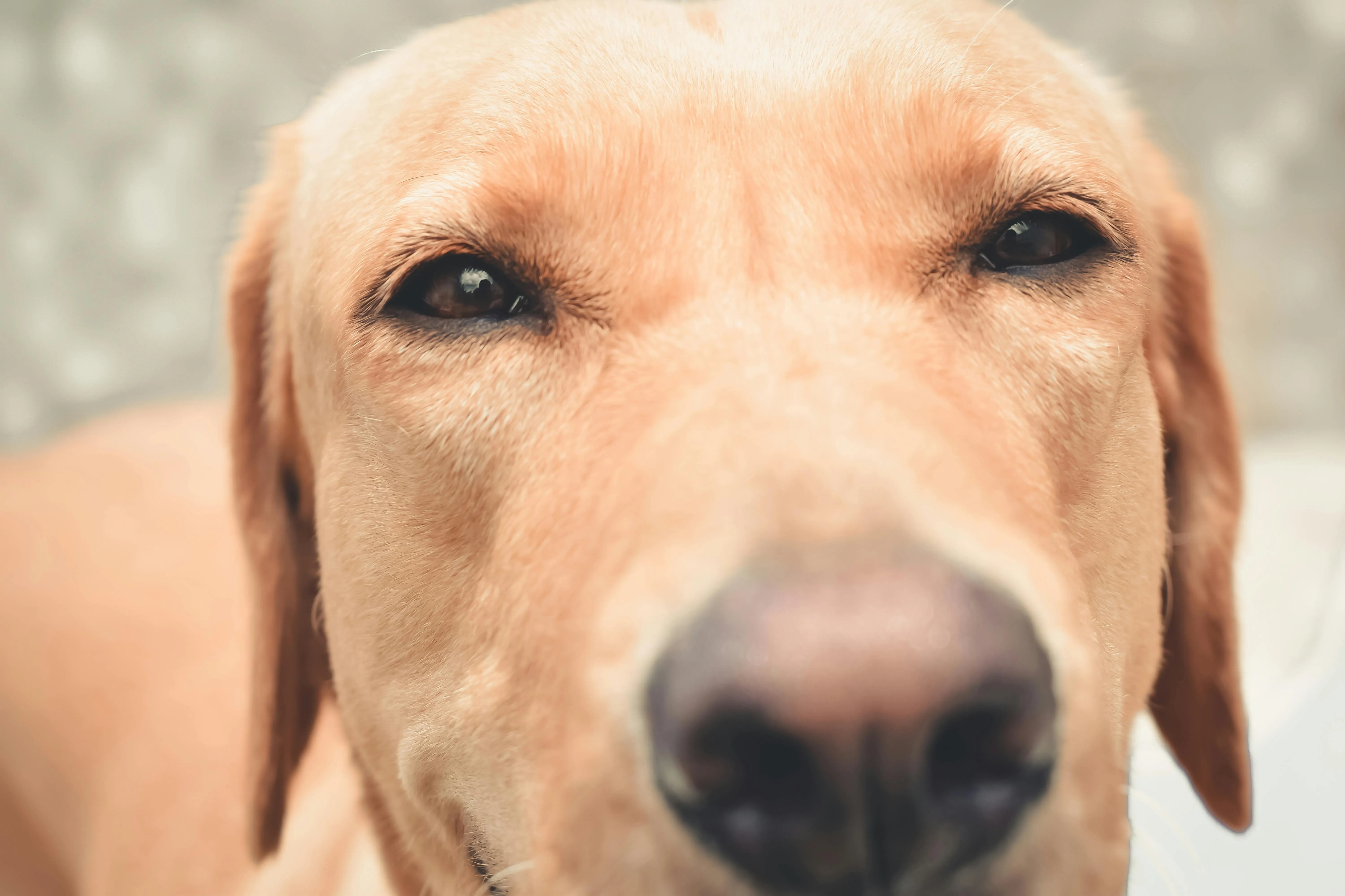 Portrait d'un chien - Focus sur les yeux