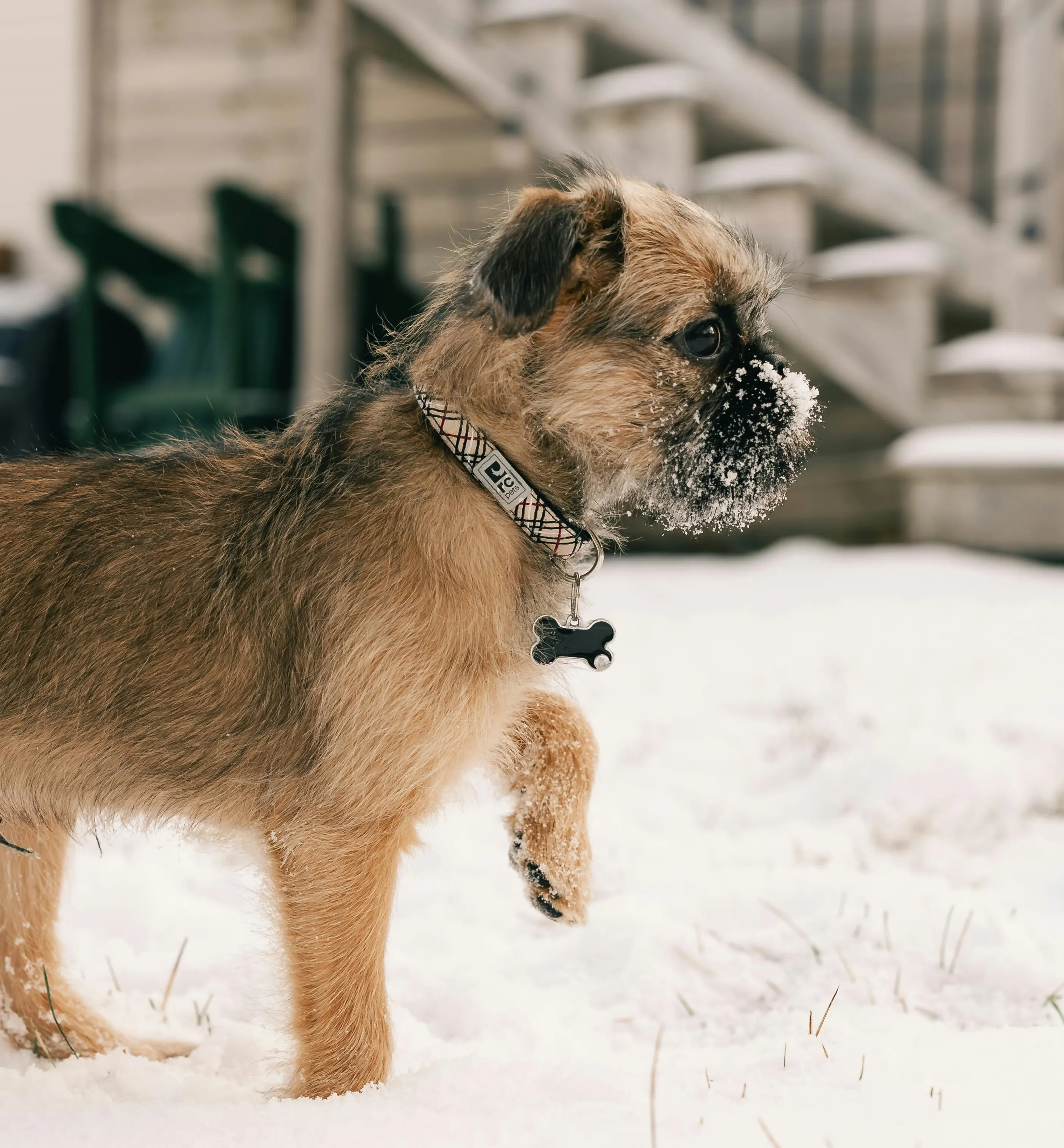Un cucciolo di Border Terrier corre nella neve