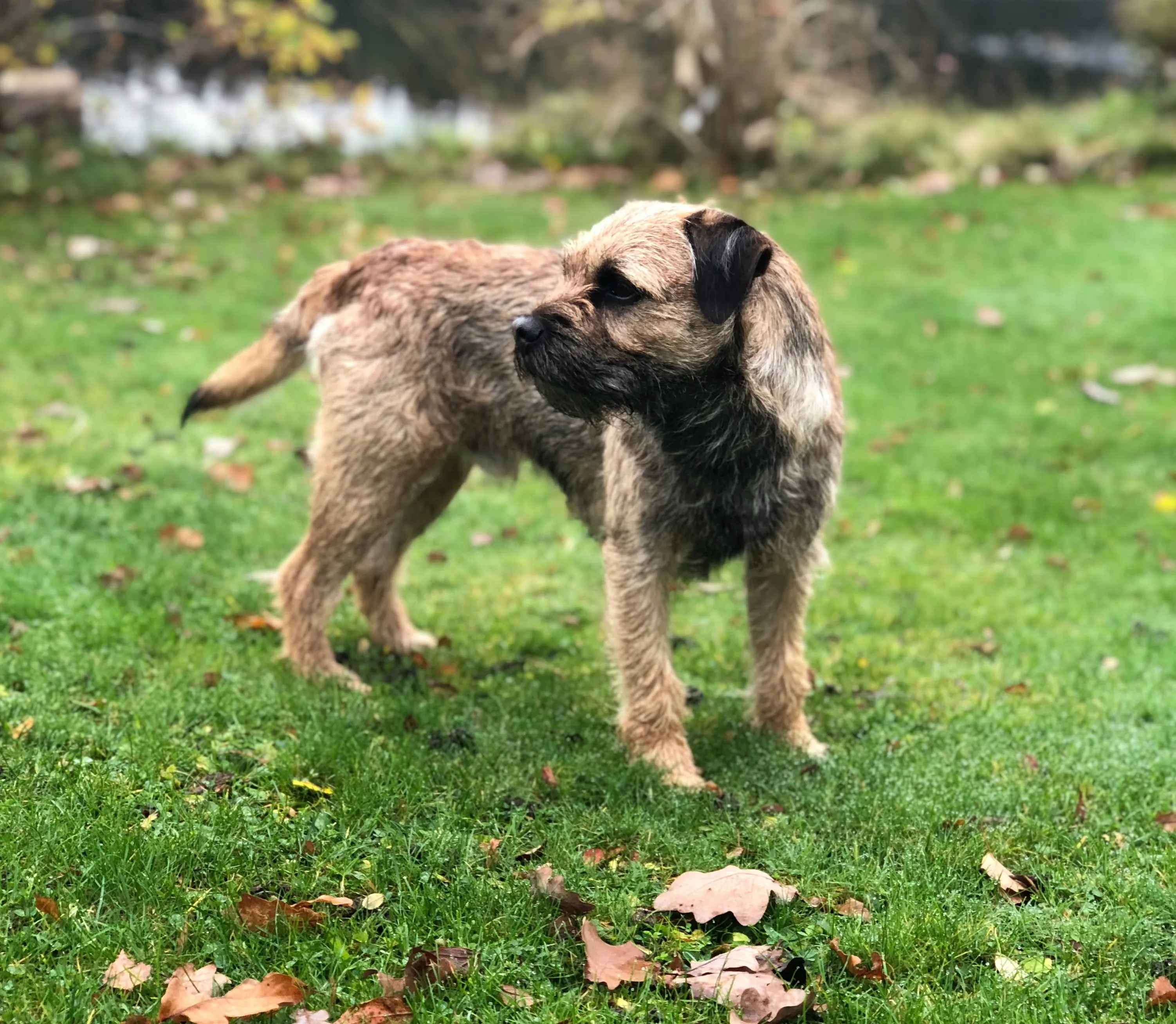 Un Border Terrier è in piedi nel prato
