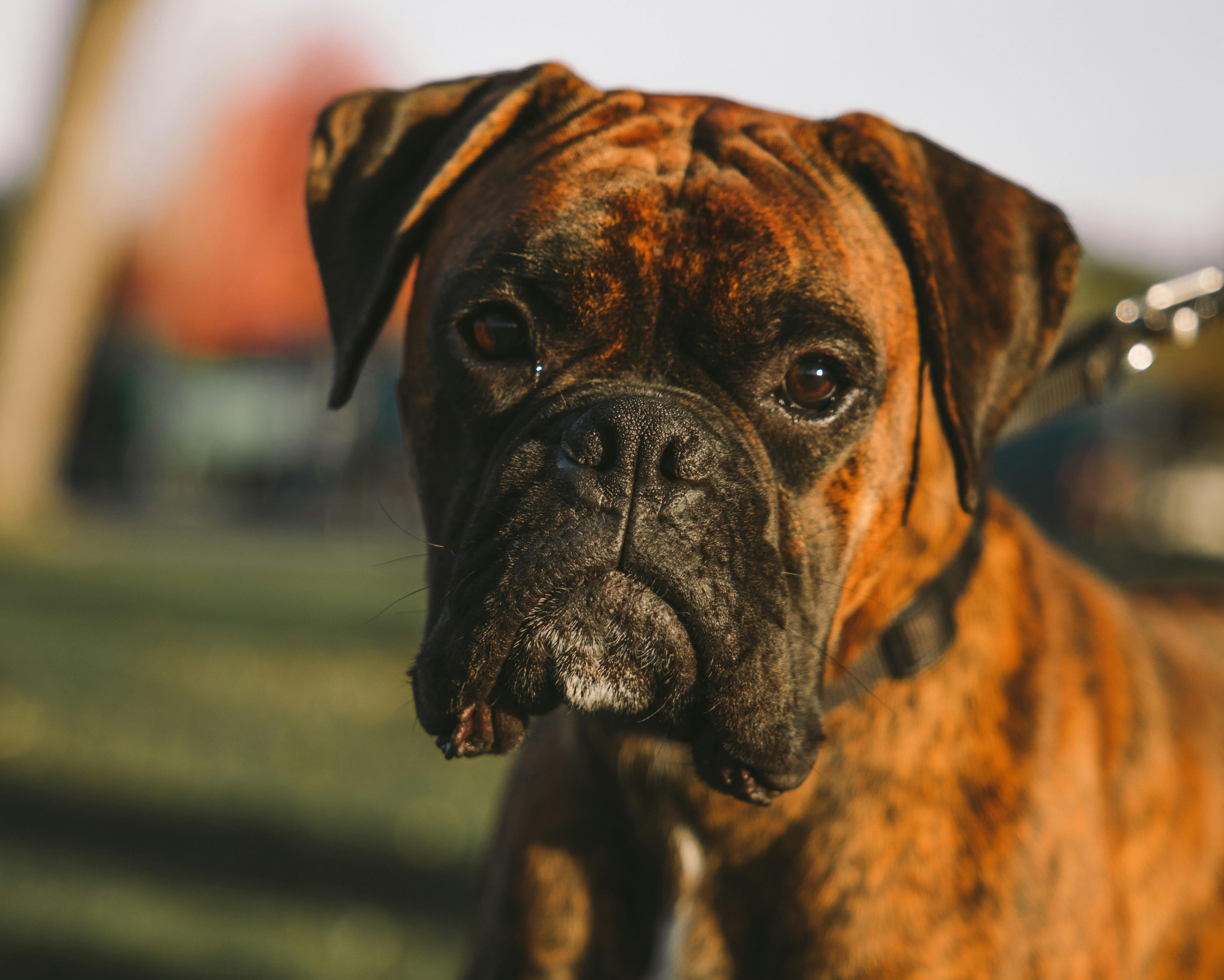 A boxer looks into the camera