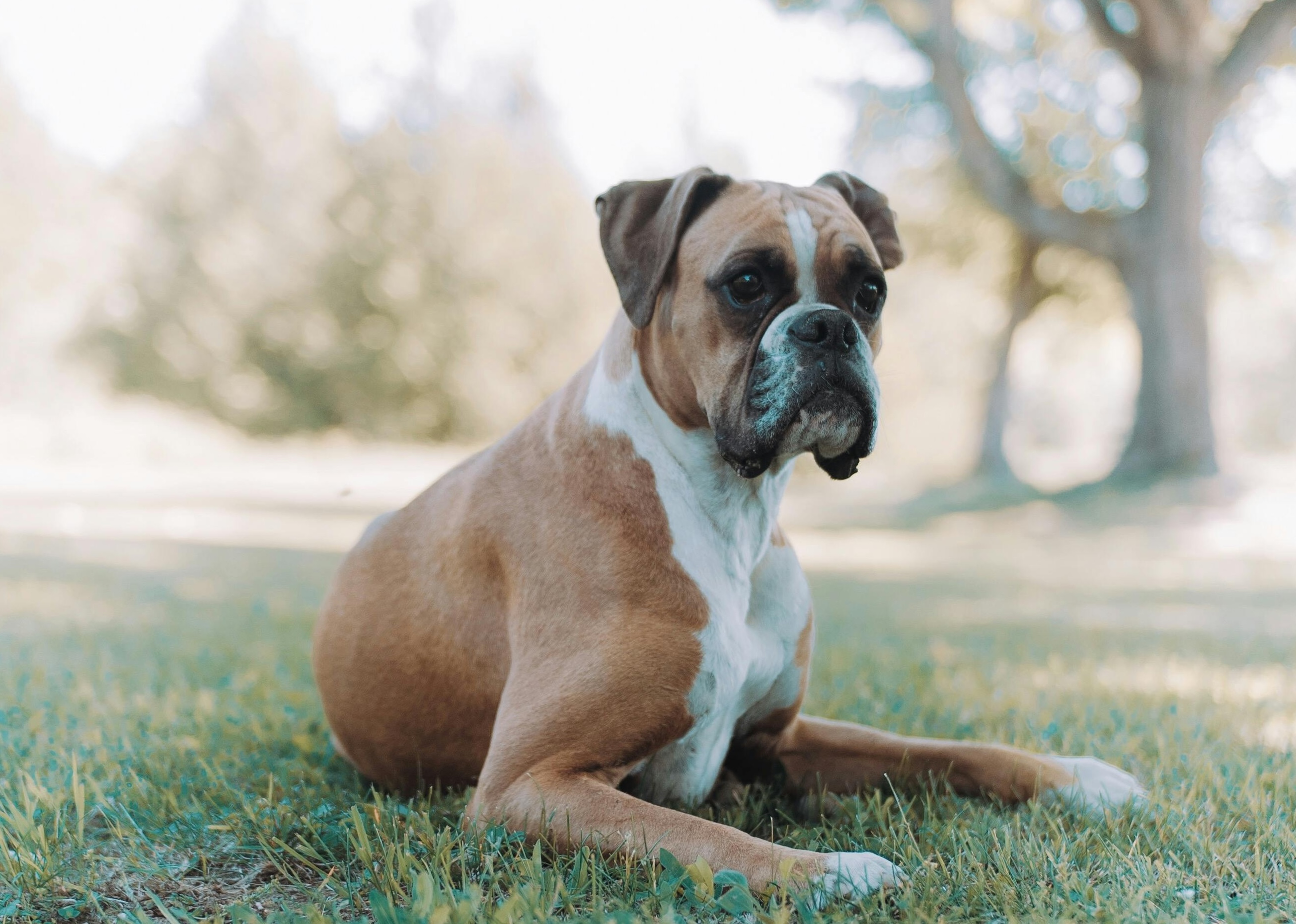 A boxer lies in the meadow and looks interested.
