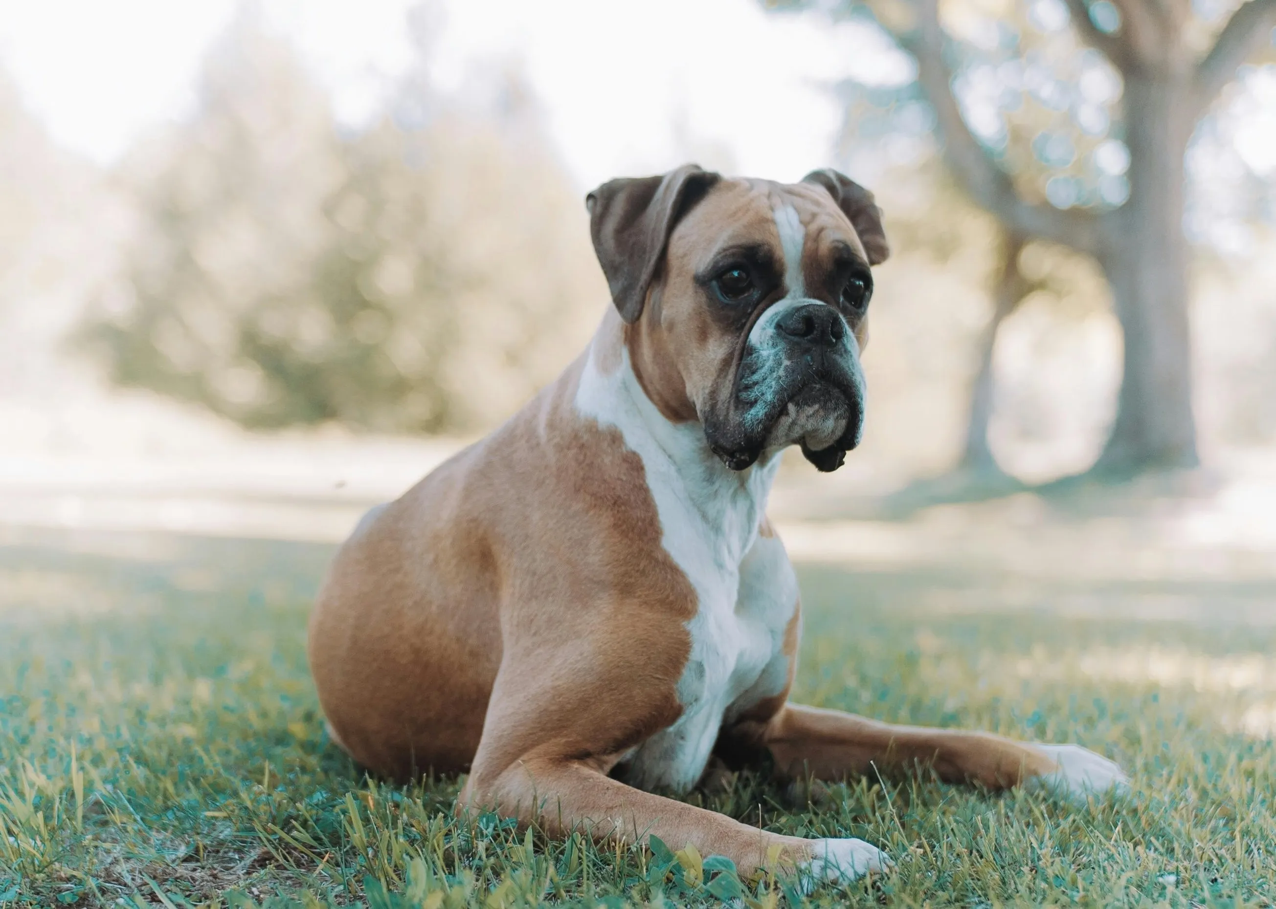 Un boxer giace sul prato e guarda con interesse.
