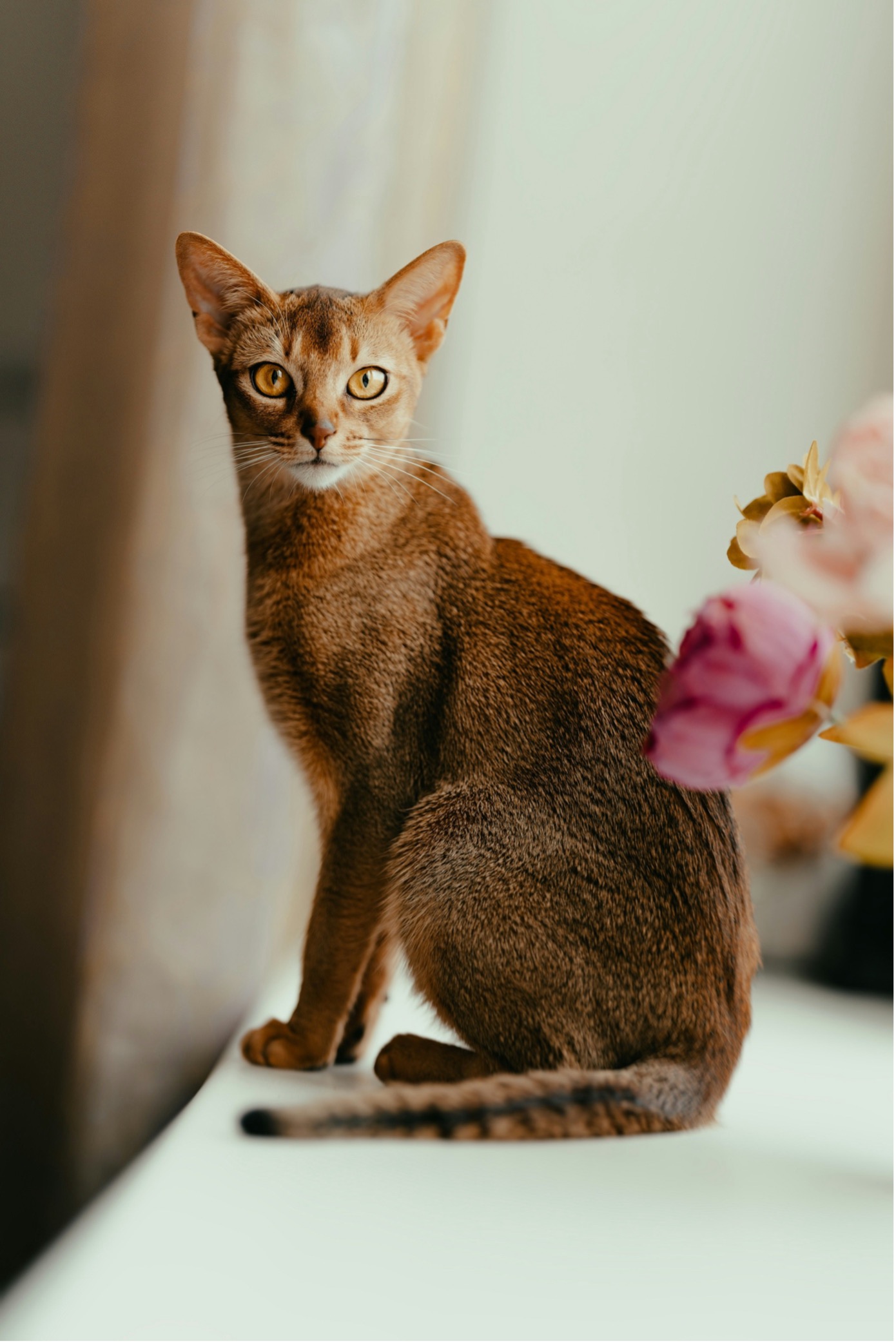 Abyssinian cat sits at the table and looks at the camera.