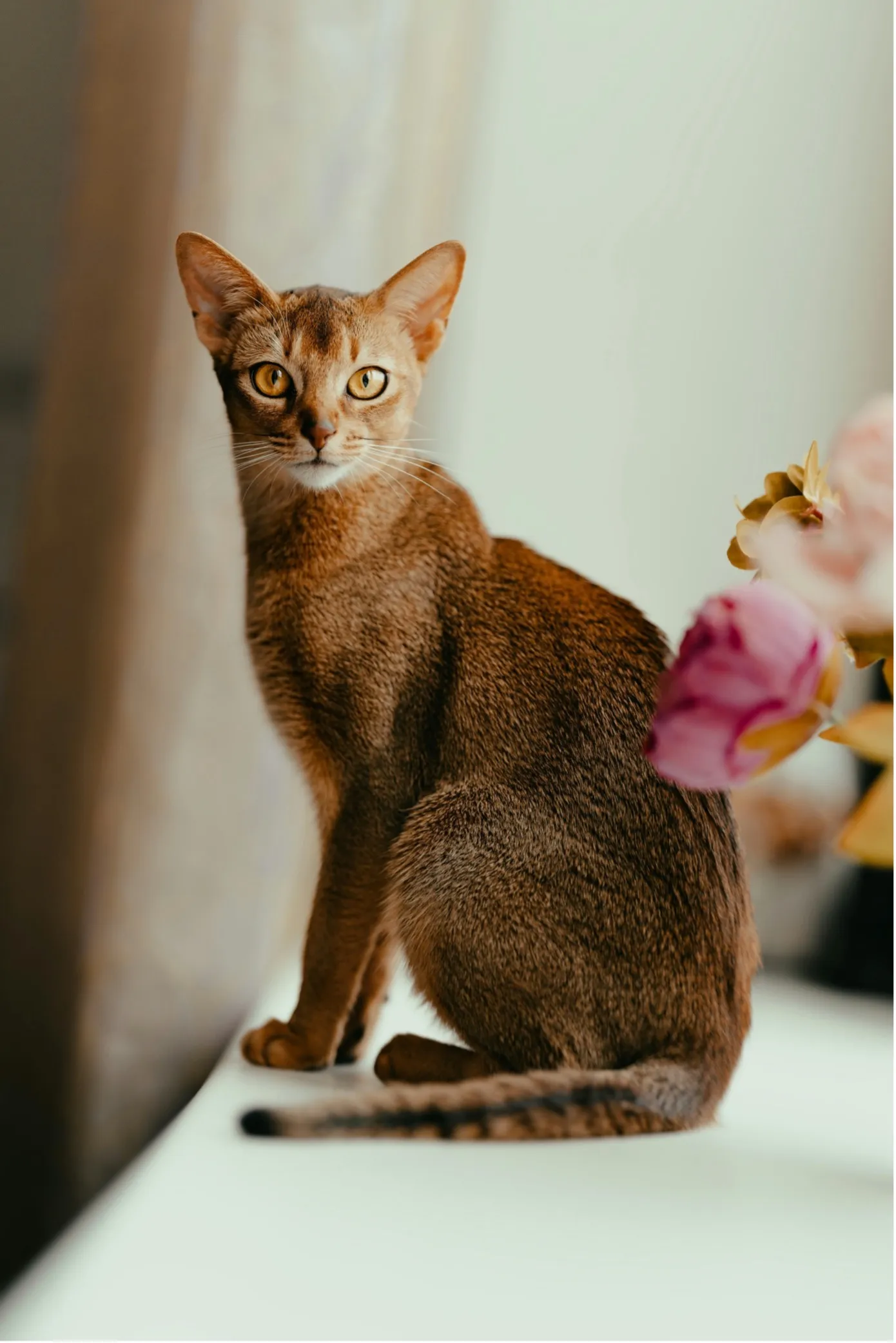 Anche il gatto abissino è seduto al tavolo e guarda nella telecamera.