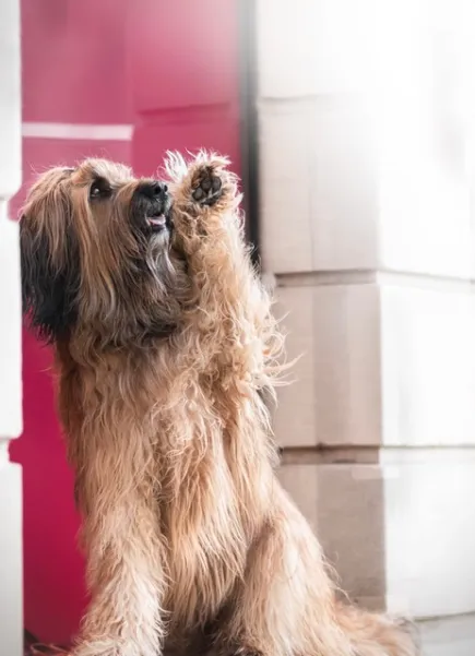 Briard sitzend mit winkender Pfote