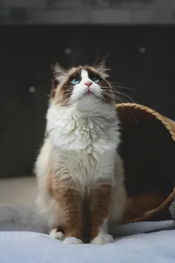 Un'immagine che contiene gatto, mammifero, felini di taglia piccola-media, gatto domestico. I contenuti generati dall'intelligenza artificiale possono essere errati.