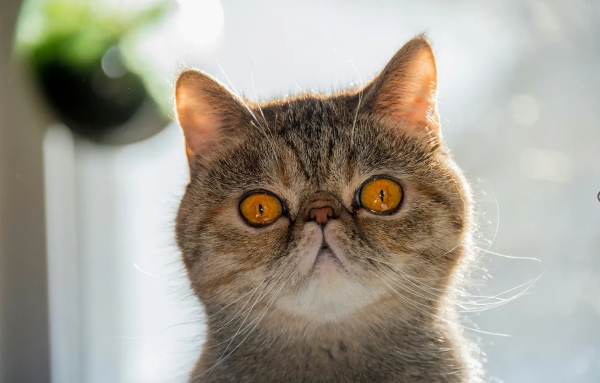 Gatto Exotic Shorthair