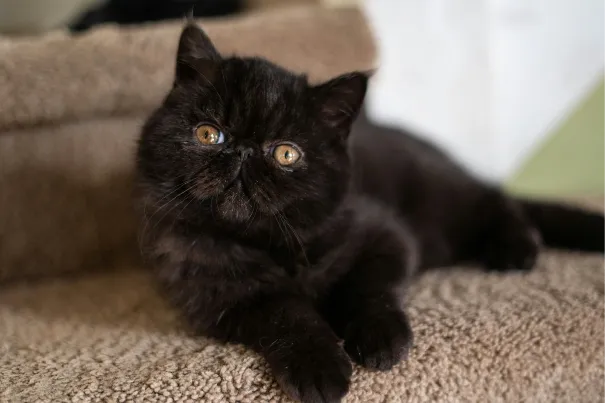 Exotic Shorthair, sdraiato con sguardo rivolto alla telecamera