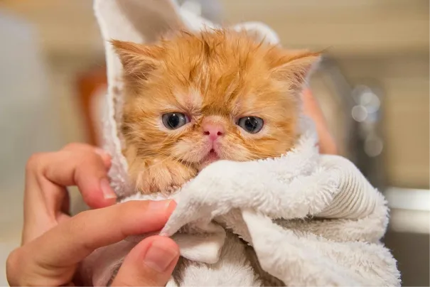 Gattino Exotic Shorthair avvolto in un asciugamano