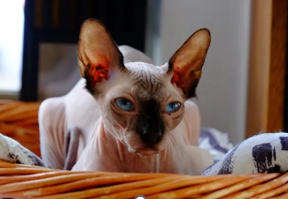Gatto Sphynx sdraiato