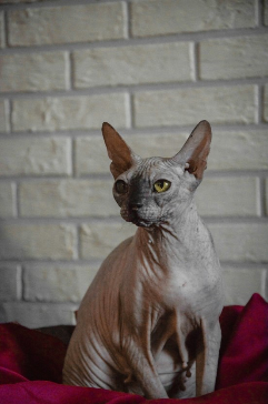 Sphynx cat sitting