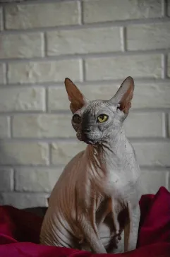 Gatto Sphynx seduto