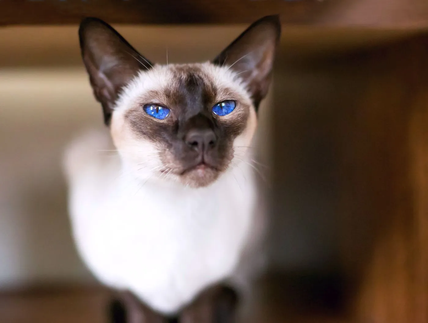 Siamese cat with blue eyes looks into the camera