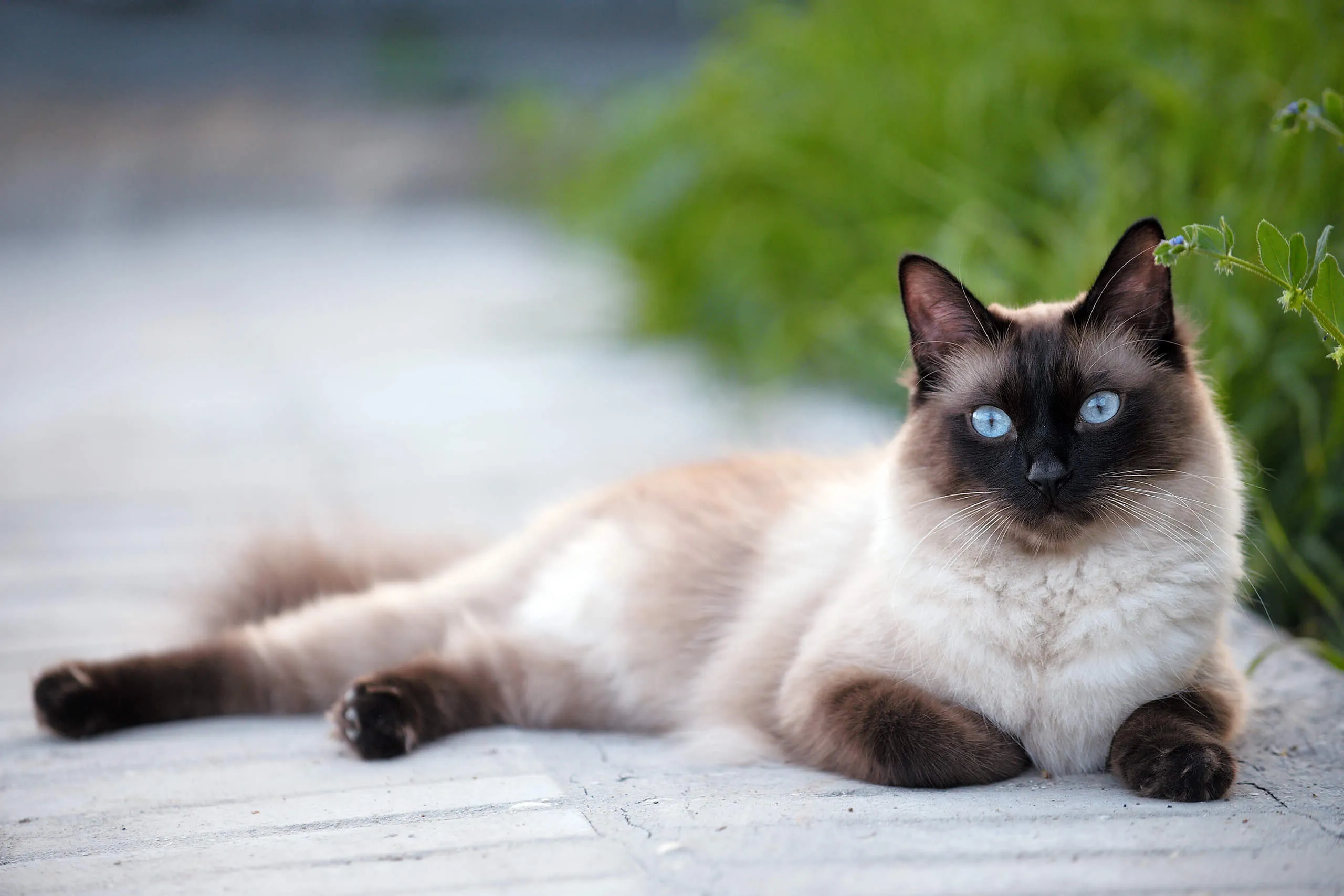 Gatto siamese sdraiato fuori