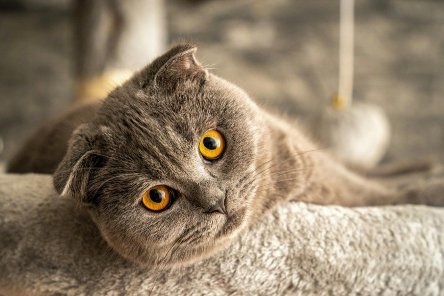 Scottish Fold cat lying down 