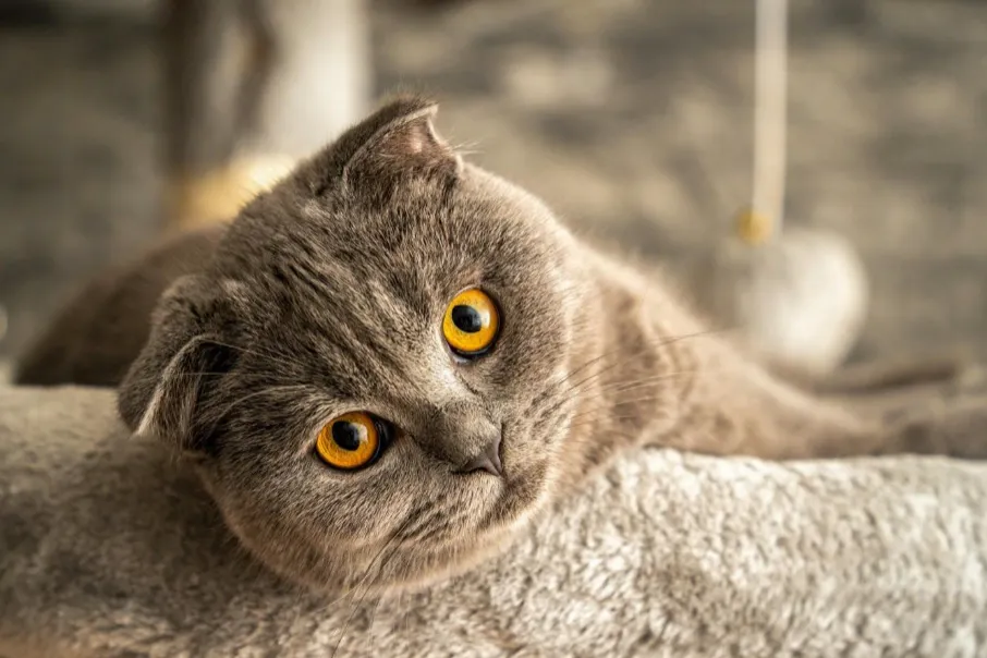 Chat Scottish Fold couché 