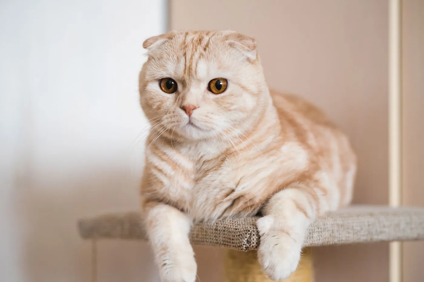 Scottish Fold cat on the cat tree