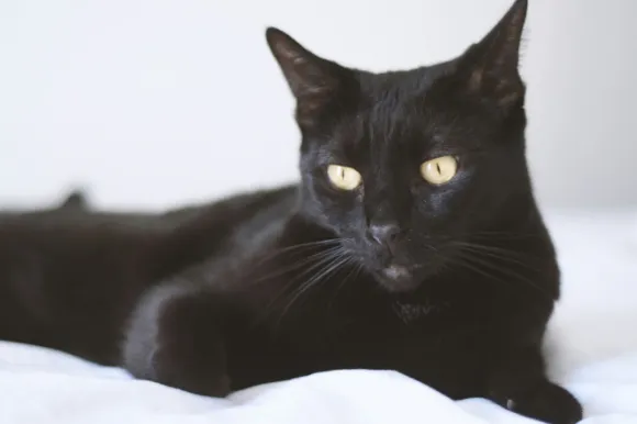 Bombay Katze liegend, Blick zur Kamera