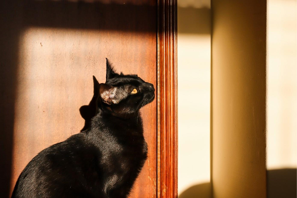 Bombay  Katze sitzend