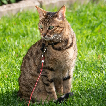 Savannah Katze sitzend im Grass