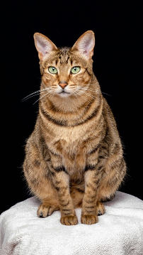 Savannah Katze sitzend