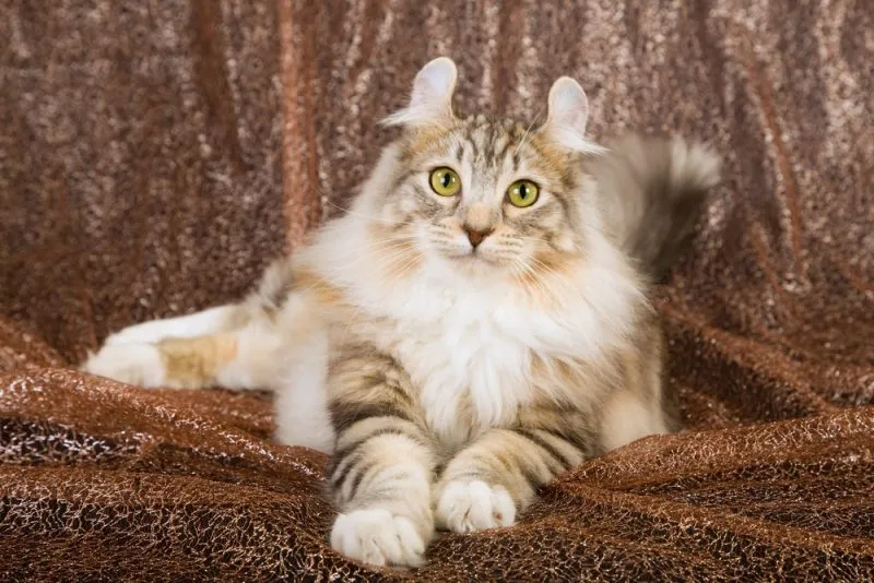 American Curl liegend
