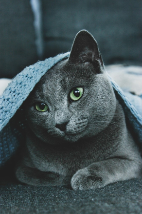 Russisch Blau unter blauer Decke versteckt