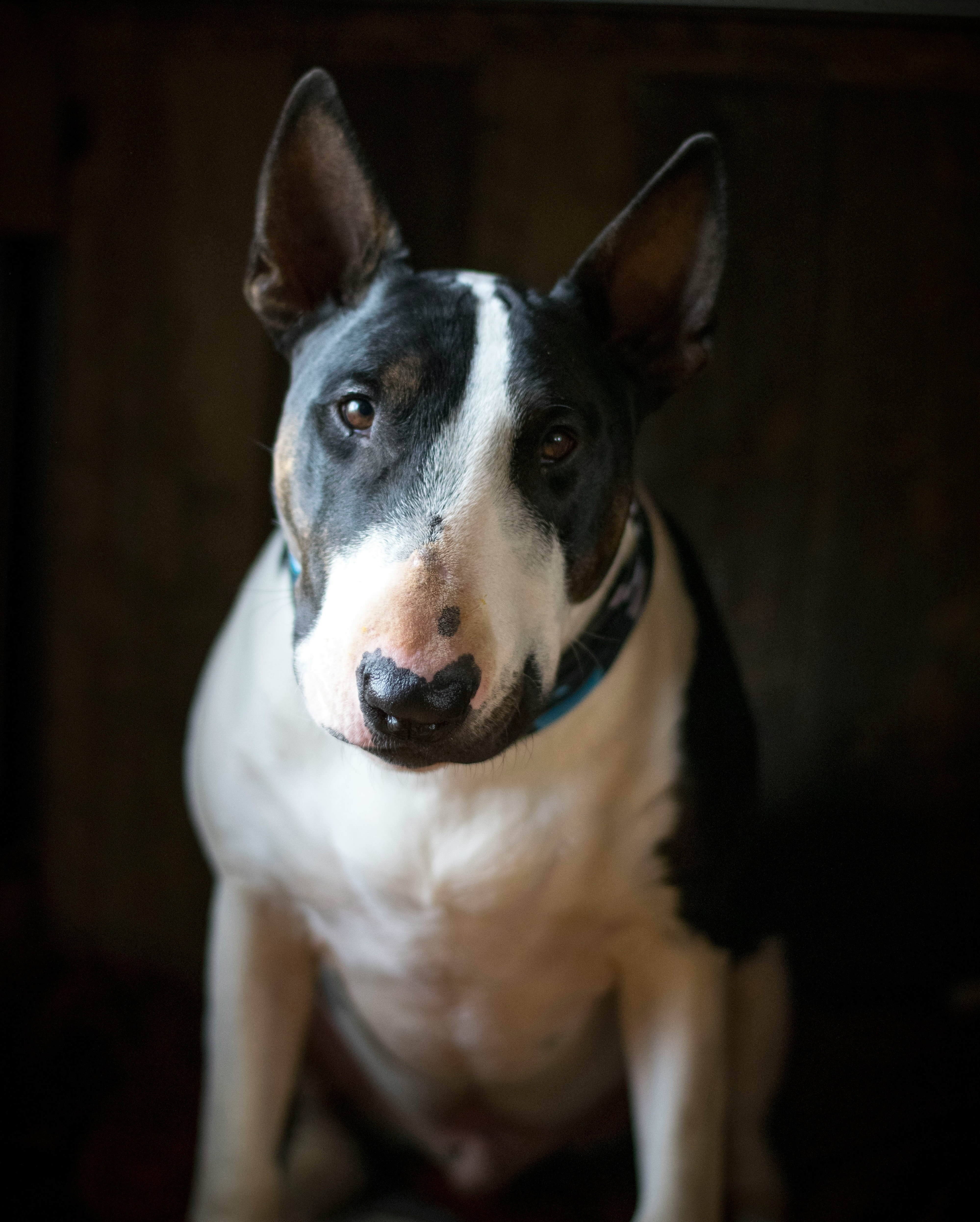 Ein Bullterrier schaut in die Kamera.