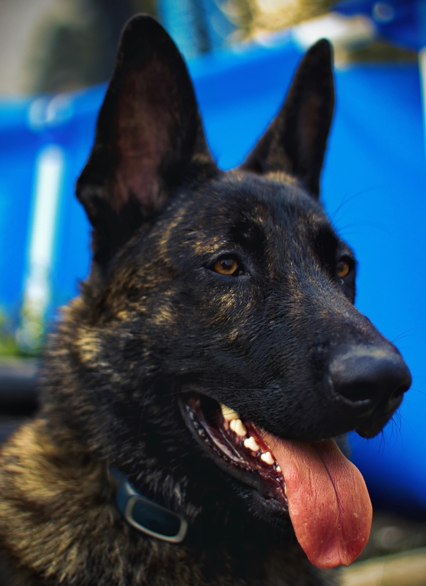 Ein Holländischer Schäferhund schaut interessiert.