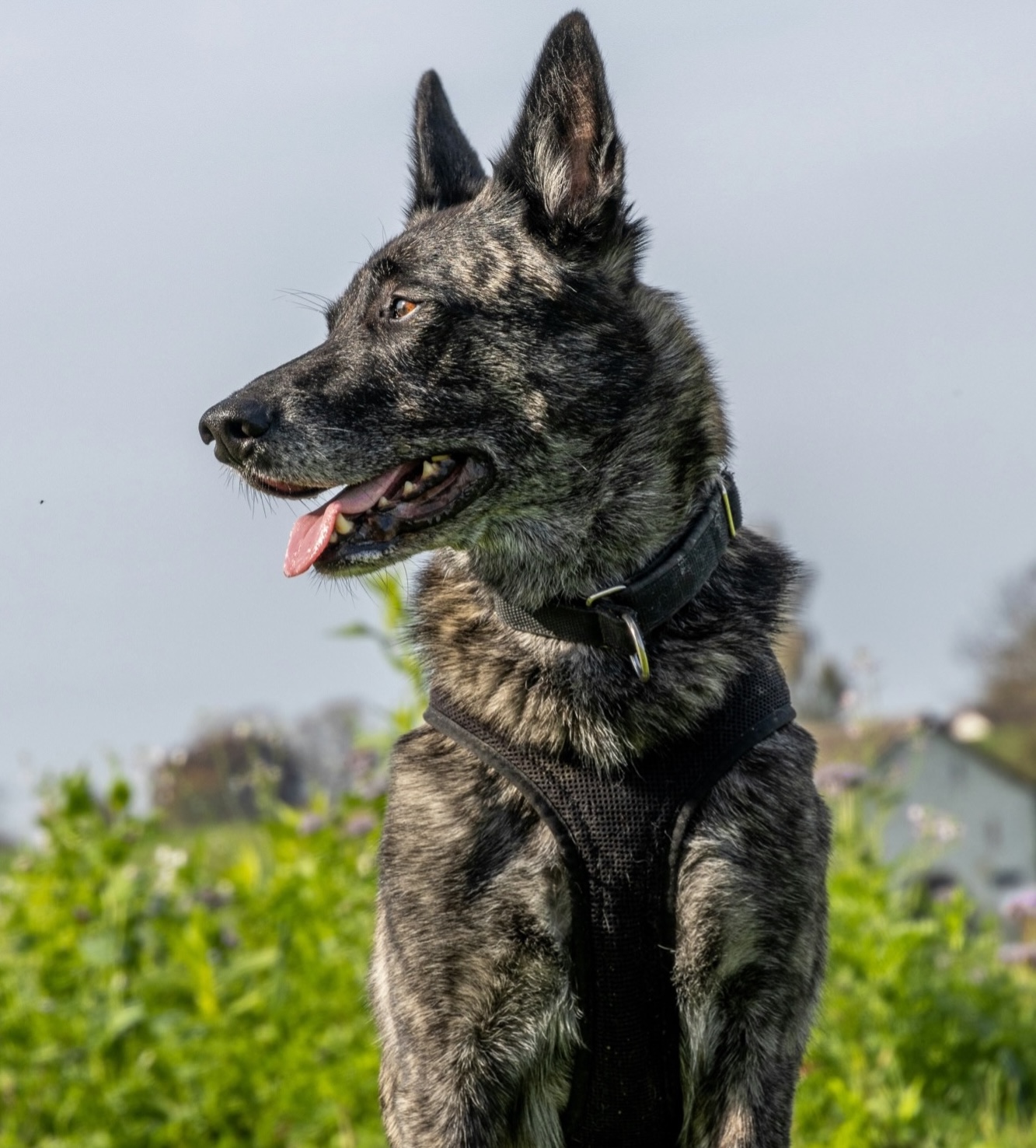 Ein Holländischer Schäferhund sitzt in der Wiese und schaut auf die Seite.