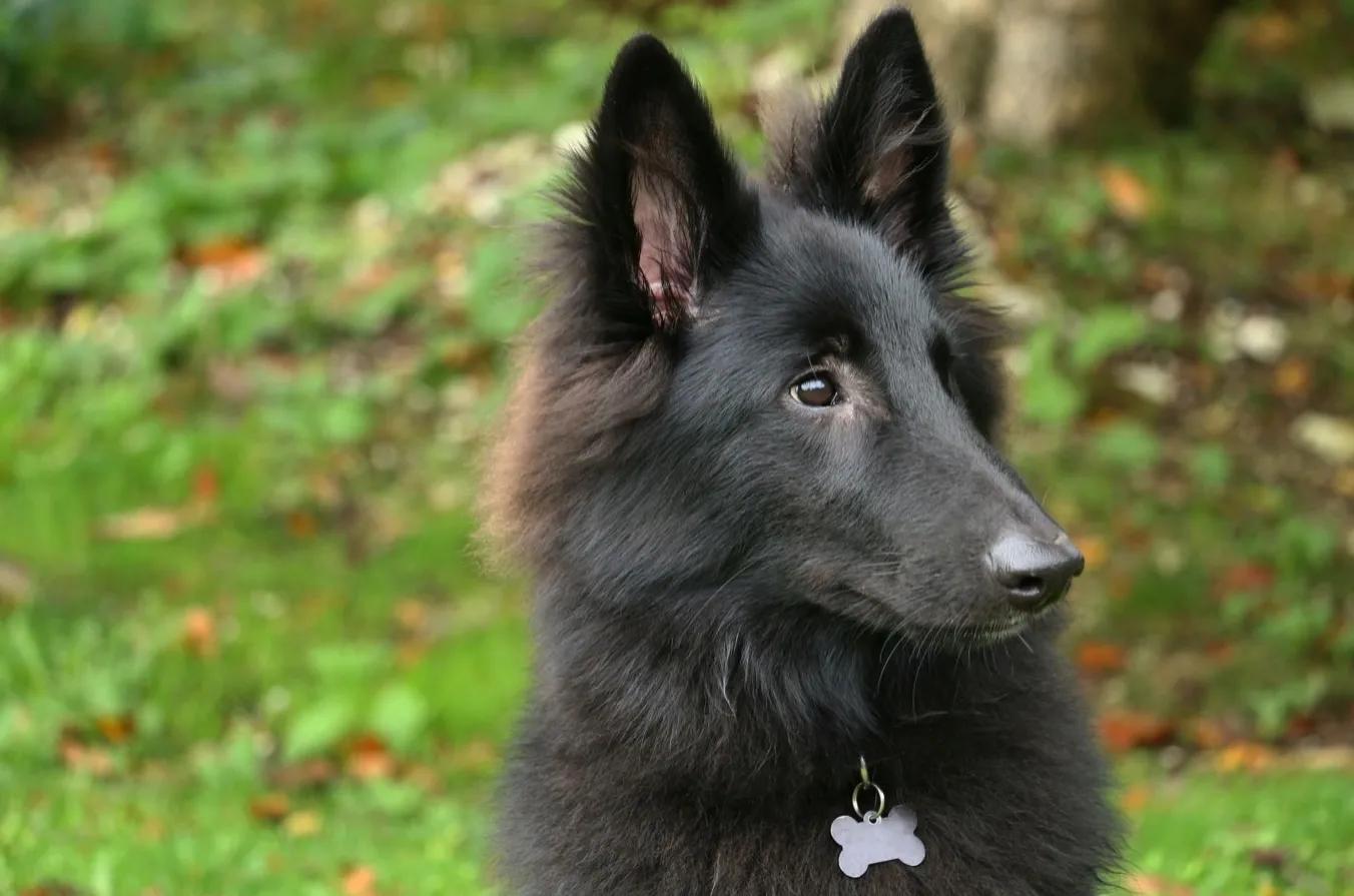 Ein Groenendael-Welpe sitzt in der Wiese und schaut zur Seite.