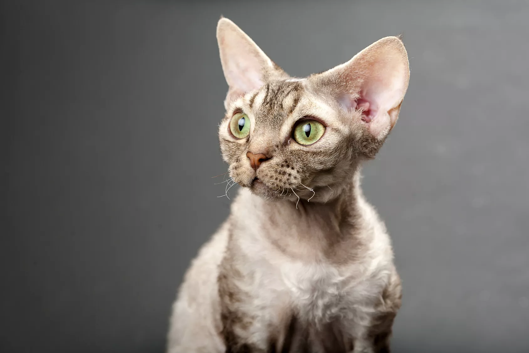 Devon Rex mit grauem Hintergrund