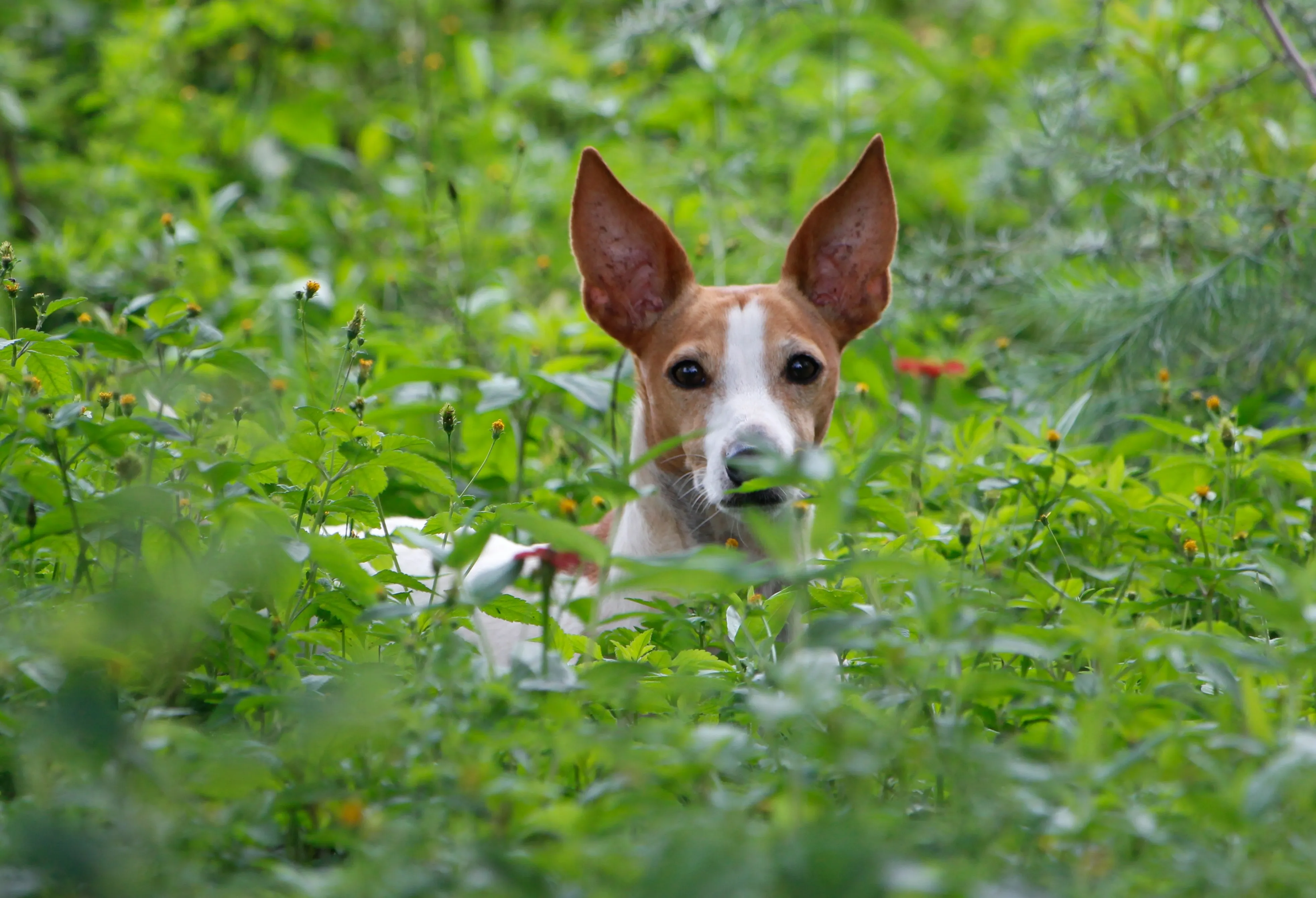 Chien dans l'herbe avec de grandes oreilles pointées vers l'avant